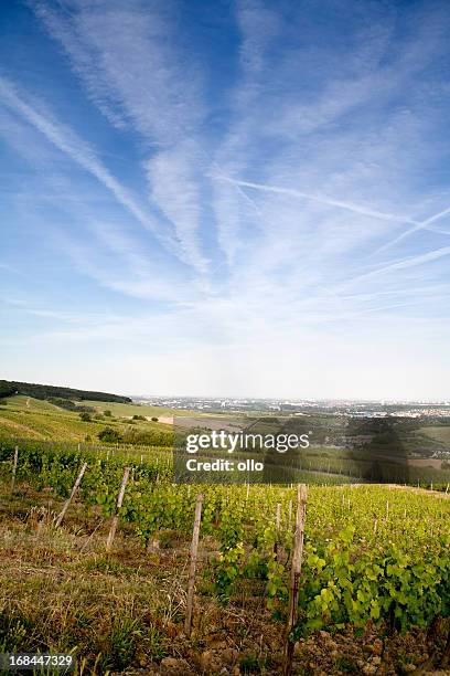 vineyards of rheingau, germany - rheingau stockfoto's en -beelden