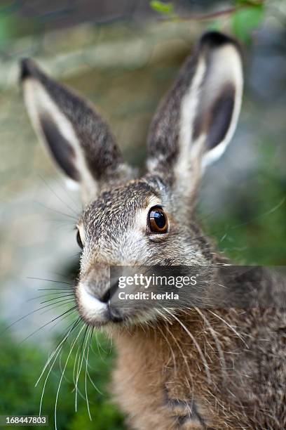 an up close image of a brown baby hare in nature - brown hare stockfoto's en -beelden