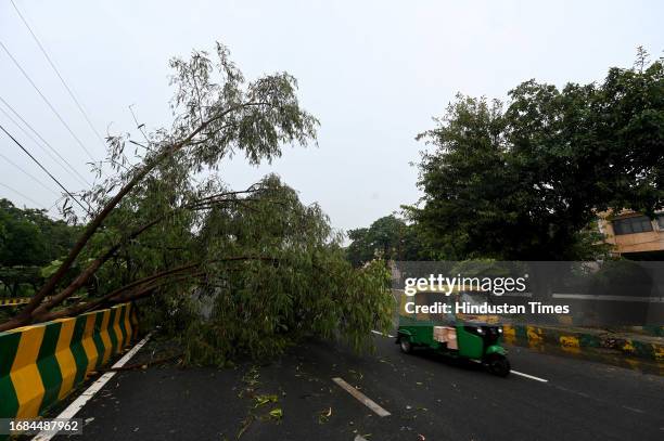 Tree seen fell on sector 25 road after the heavy rains, on September 23, 2023 in Noida, India.