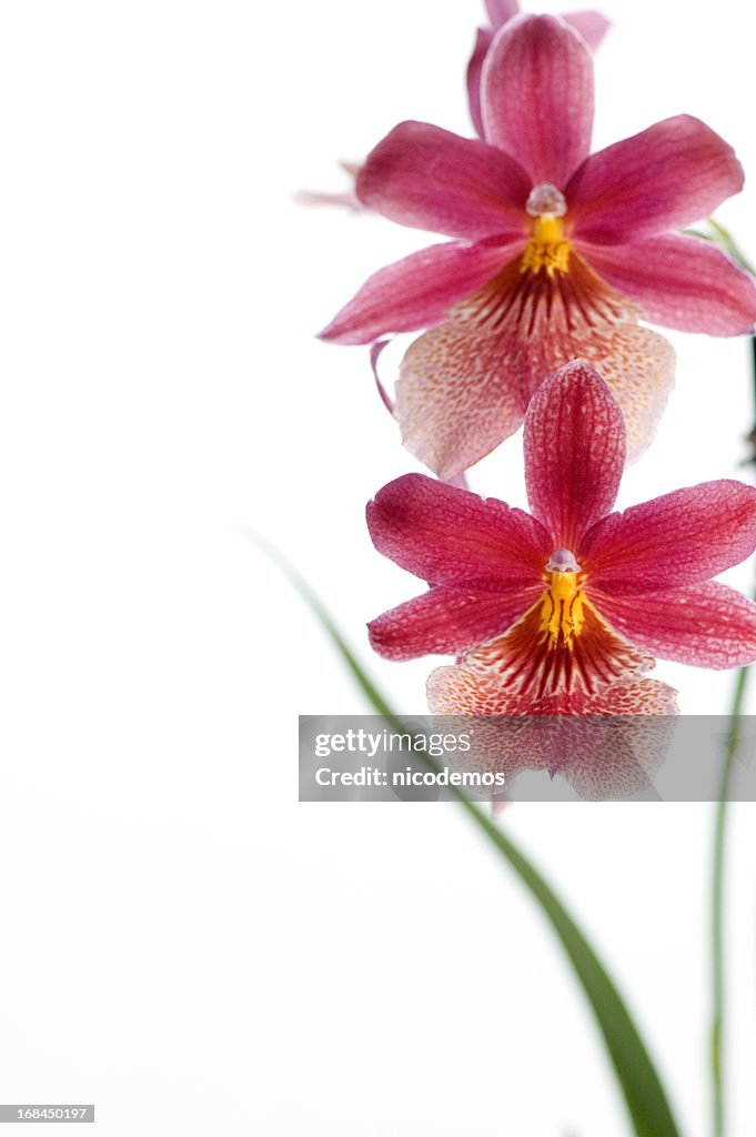 Hermosa orquídea rojo