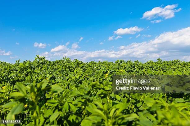 alfalfa field, valpolicella - alfalfa stock pictures, royalty-free photos & images