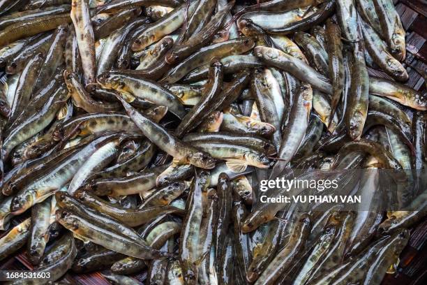 gobiiformes gobies freshwater fish for sale at local marketplace in central vietnam - trimma okinawae stock pictures, royalty-free photos & images