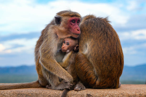LKA: Toque Macaques In Sri Lanka
