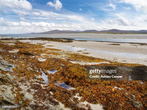 seaweed at ardnave point at loch gruinart on islay, inner hebrides, scotland, uk. - loch gruinart stock pictures, royalty-free photos & images