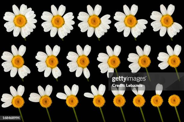 loves me? - daisy petal stock pictures, royalty-free photos & images