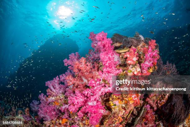 richelieu rock of andaman sea, thailand - similan islands stock pictures, royalty-free photos & images