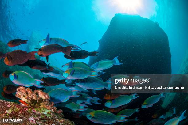 school of parrot fish - similan islands stock pictures, royalty-free photos & images