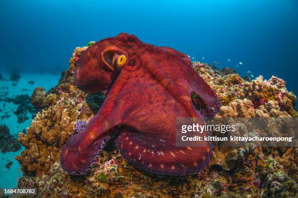 octopus at phuket thailand - giant octopus stock pictures, royalty-free photos & images