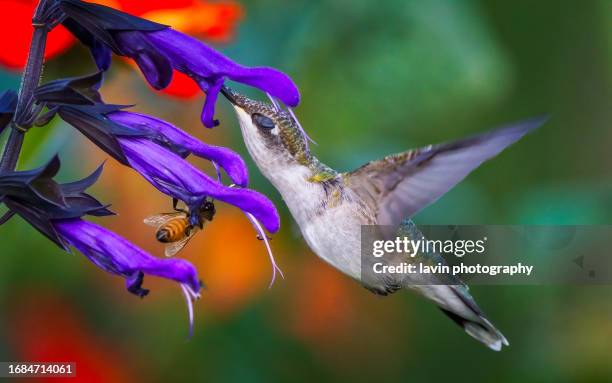 hummingbird and bee gathering nectar - pic of hummingbird stock pictures, royalty-free photos & images