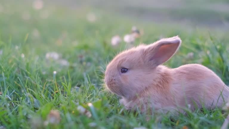 Light Orange Rabbit Cute easter orange rabbit on green grass. Little rabbit walking ...