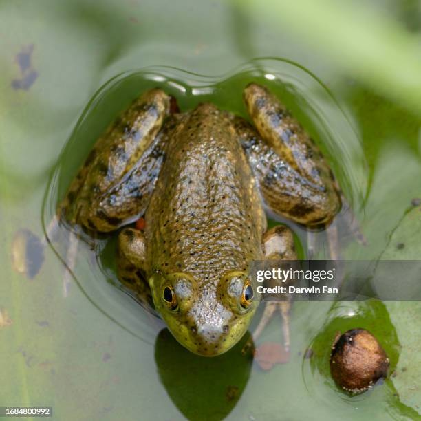 Bullfrog Cheek 316 American Bullfrog Stock Photos, High-Res Pictures, and Images ...