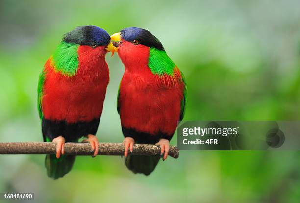 love talks - parrots whispering (xxl) - animals kissing stockfoto's en -beelden