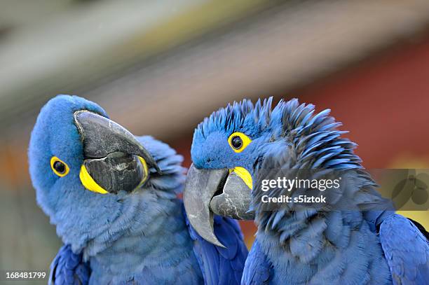 ara paar - blue and yellow macaws stock-fotos und bilder