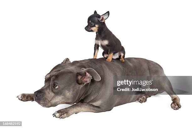 big dog little puppy take me for a ride - big dog little dog stock pictures, royalty-free photos & images