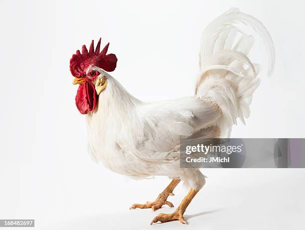 rooster standing in profile on a light background. - chicken feather stock pictures, royalty-free photos & images