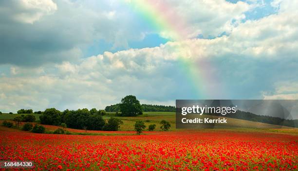 poppy field with rainbow