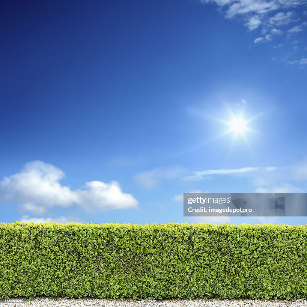 Bush fence and sunny sky