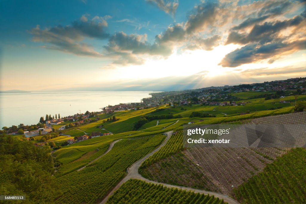 Vineyard near Lac leman under golden sunshine
