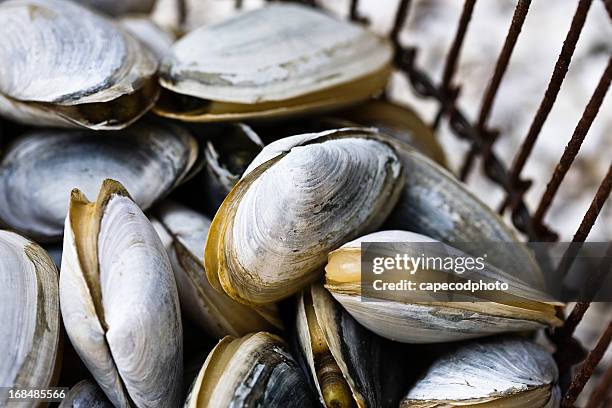 clams - clam animal stock pictures, royalty-free photos & images