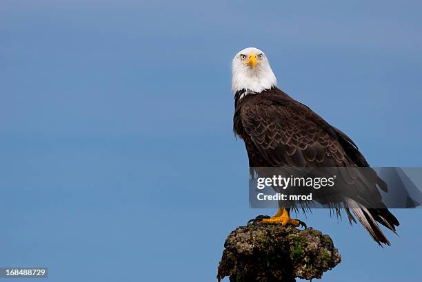 soon eagle - perching 個照片及圖片檔