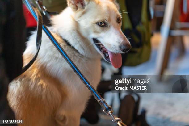 dog with people in restaurant - laying table restaurant stock pictures, royalty-free photos & images