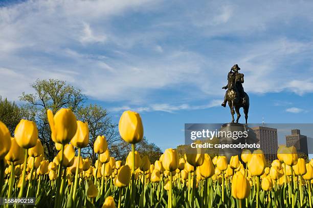 yellow tulips and george washington - boston public garden stock pictures, royalty-free photos & images