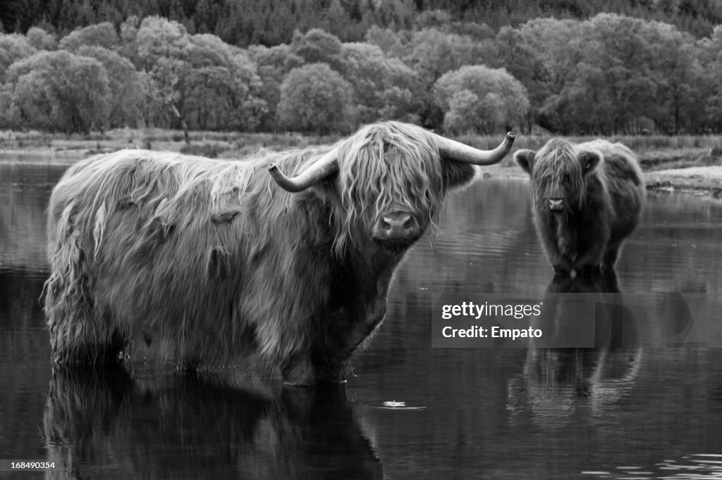 Highland cows cooling off in Loch Voil.