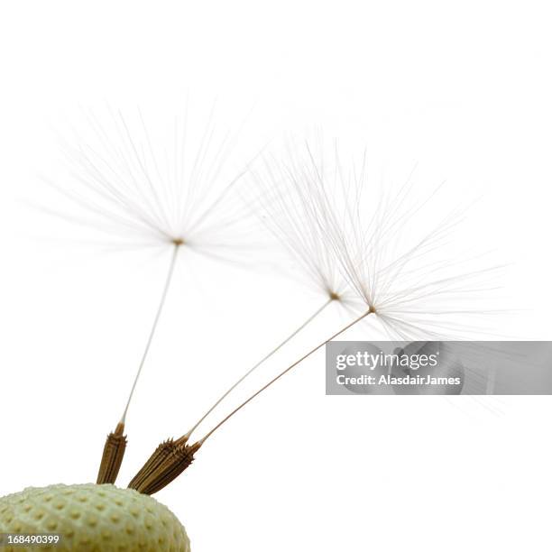 dandelion seeds - dandelion isolated stock pictures, royalty-free photos & images