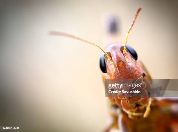grasshopper - syrsa insekt bildbanksfoton och bilder