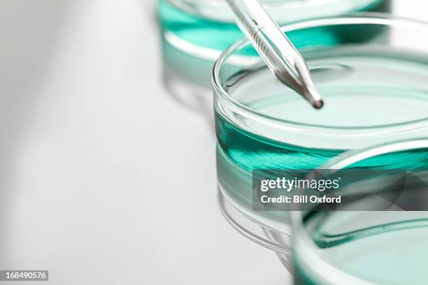 petri dishes and pipette - laboratory equipment stock pictures, royalty-free photos & images