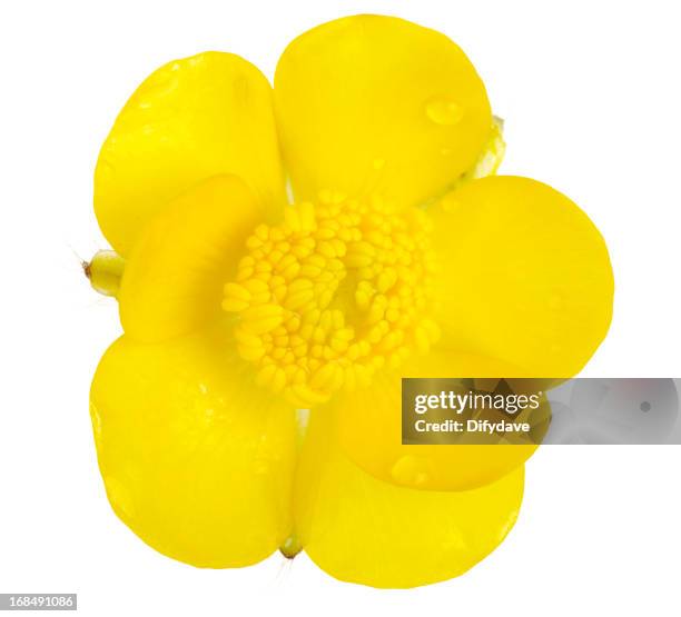 macro of creeping buttercup flower isolated - buttercup stock pictures, royalty-free photos & images