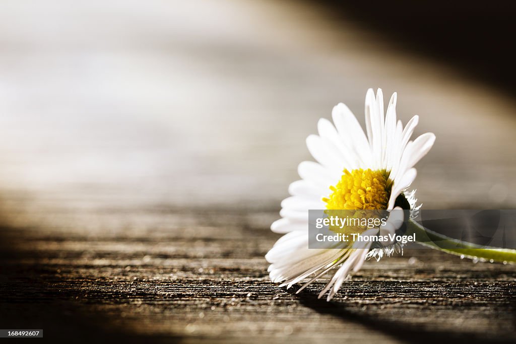 Sunray sobre uma flor-Daisy natureza Poema Cartão Postal