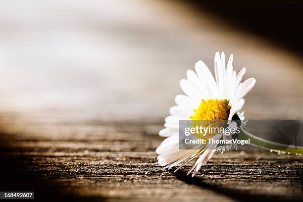 sunray sobre uma flor-daisy natureza poema cartão postal - margarida imagens e fotografias de stock