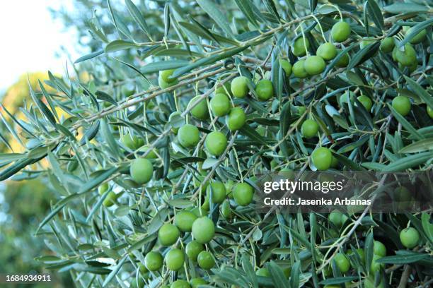 close-up of olives growing on tree - rama de olivo fotografías e imágenes de stock