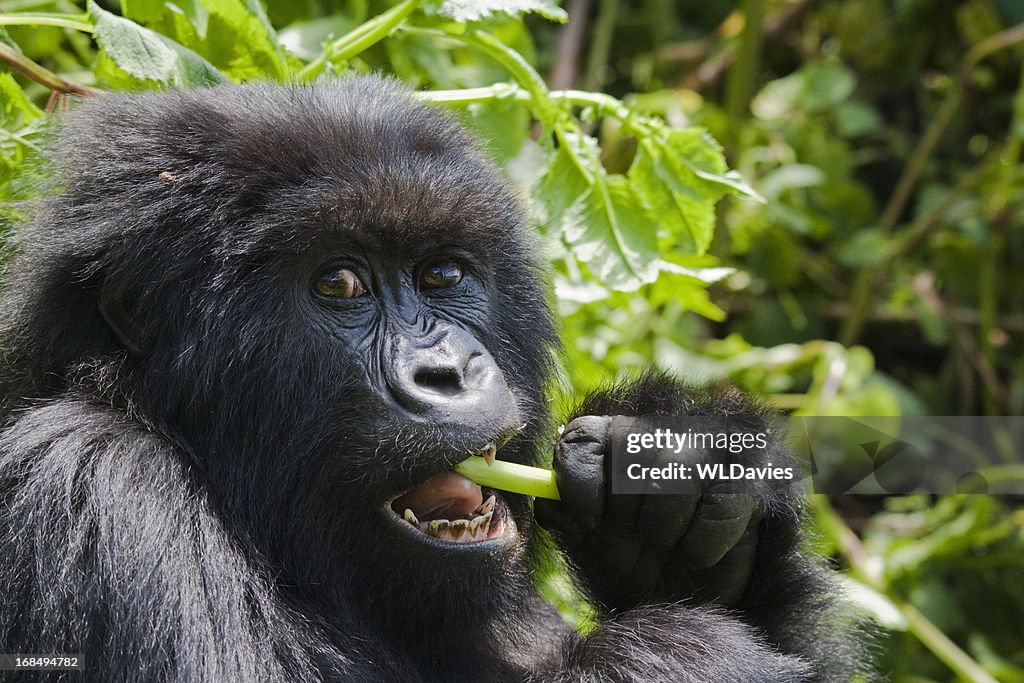 Gorila de alimentación
