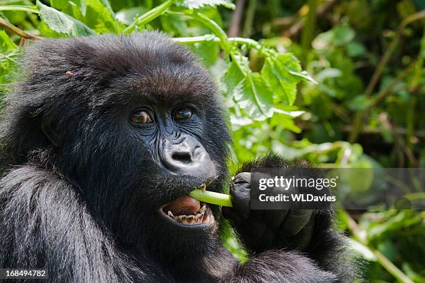 gorilla feeding - gorilla stock pictures, royalty-free photos & images