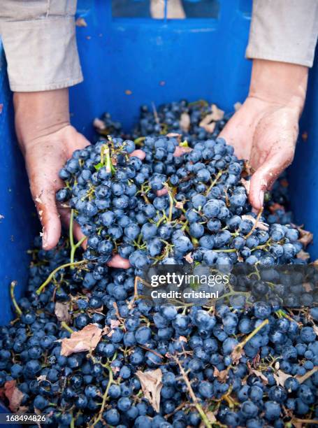 uvas - malbec fotografías e imágenes de stock