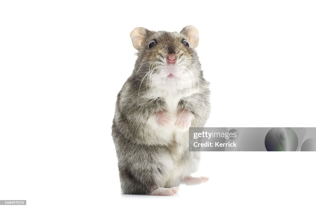 Astounded djungarian hamster