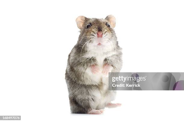 astounded djungarian hamster - rodent 個照片及圖片檔
