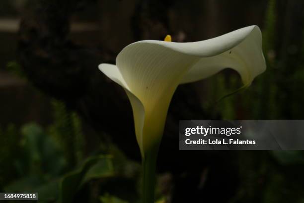 calla lily flower in a garden - calla lilies white stock-fotos und bilder