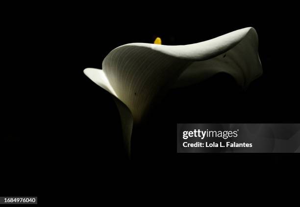 calla lily flower essential lines - calla lilies white stock-fotos und bilder