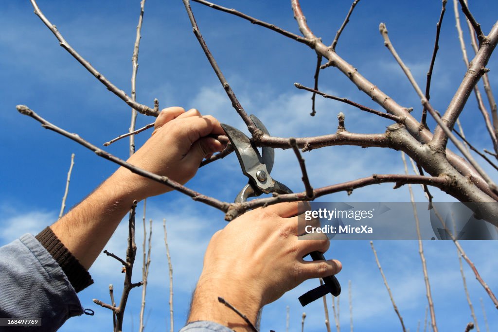 Tree pruning