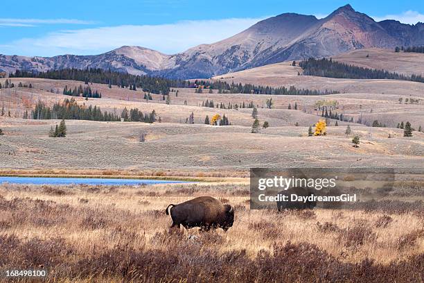 buffalo o bisonte y vida silvestre de yellowstone - río-yellowstone fotografías e imágenes de stock