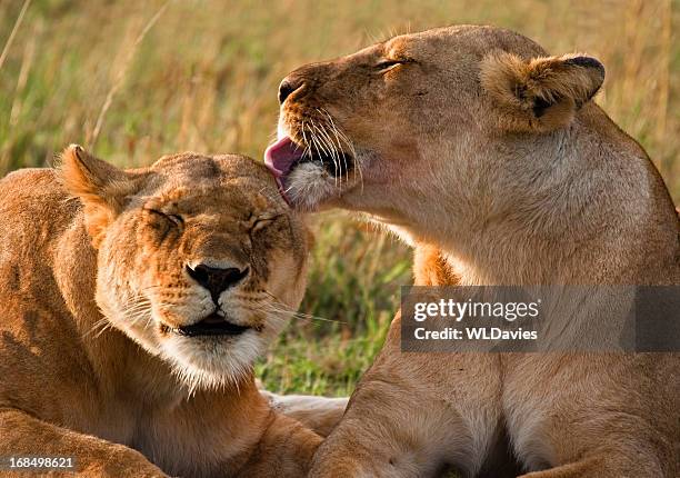 lions acicalarse - grooming fotografías e imágenes de stock