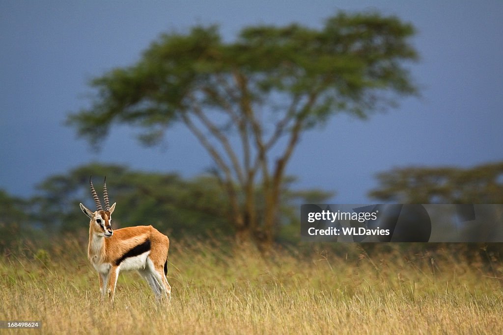 Gazelle against stormy landscape