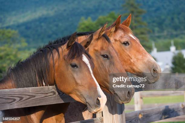 horses in a row at the fence, three quarterhorses - quarter horse stock pictures, royalty-free photos & images