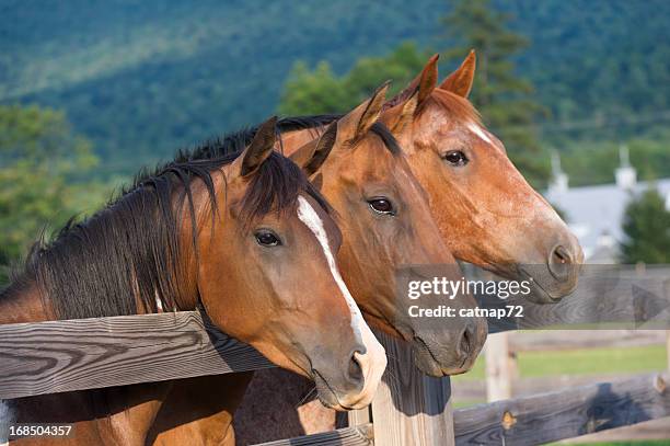 horses in a row at the fence, three quarterhorses - tre djur bildbanksfoton och bilder