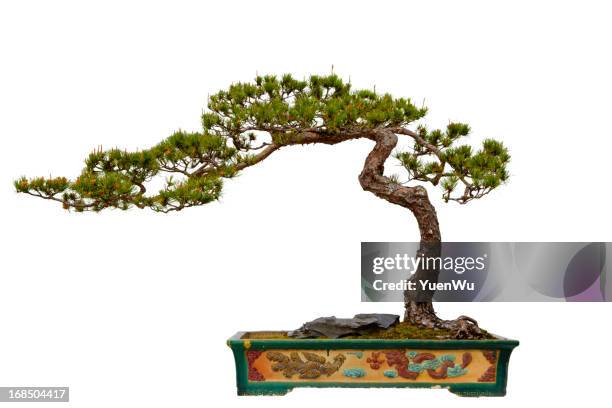 pinus massoniana (masson's pine) bonsai - banzai stock pictures, royalty-free photos & images