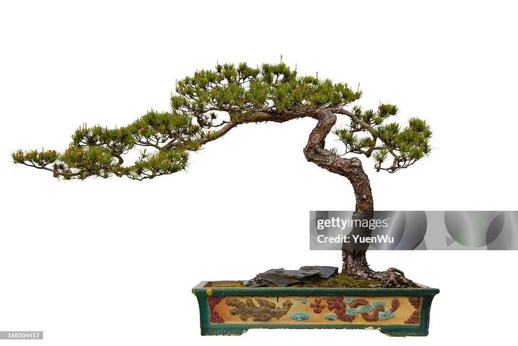 Pinus massoniana (Masson's Pine) bonsai