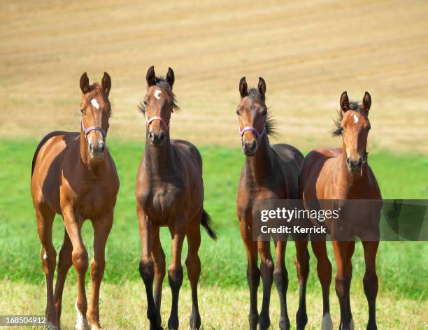 boy gang - baby horses stock pictures, royalty-free photos & images